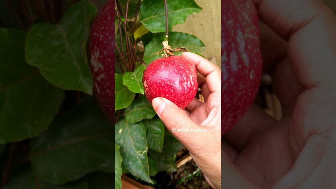 Passion fruit harvesting in terrace garden #gardening #vegetables #harvest #gardenideas Passion fruit harvesting in terrace garden #gardening #vegetables #harvest #gardenideas