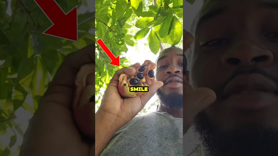 Jamaica’s Favorite But Deadliest Fruit!😵 🇯🇲 Jamaica’s Favorite But Deadliest Fruit!😵 🇯🇲