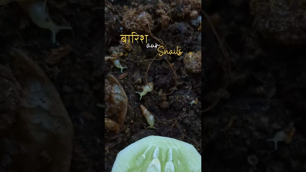 Don't kill those snails❌#snail #gardenpests #garden #gardening #plants #flowers #tricks #tips #love