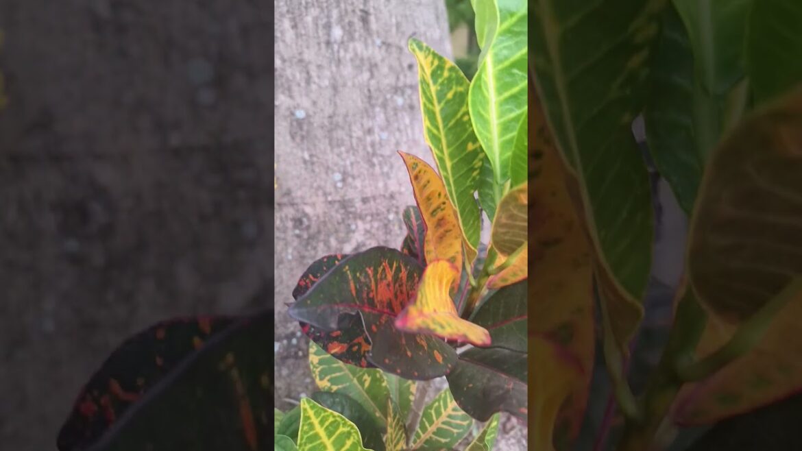 #serenity 🍃 Tranquil Home Plants Ideas #serenity 🍃 Tranquil Home Plants Ideas