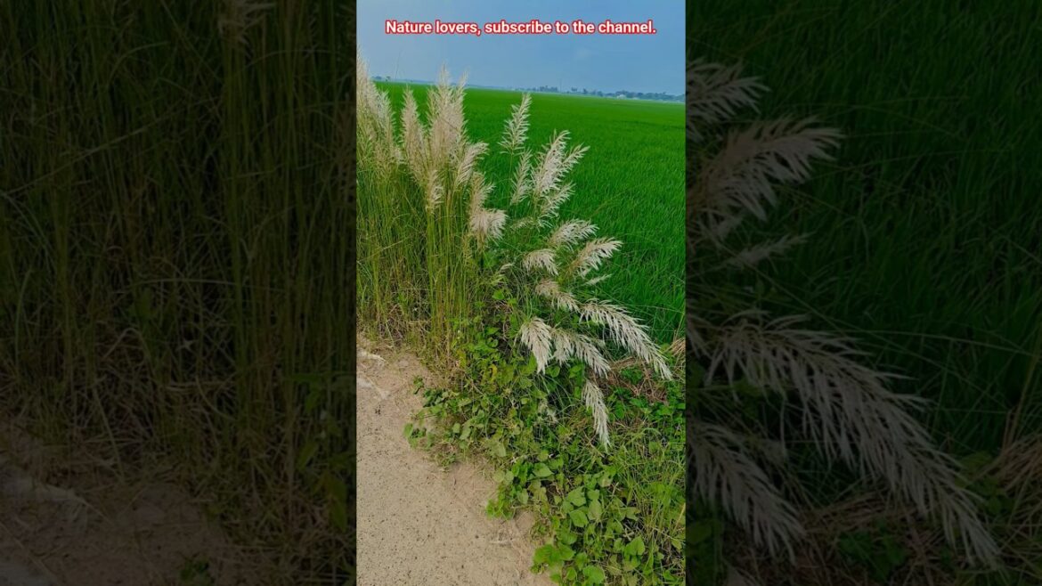 Natural Beauty of Village #village #flowers #garden #nature #naturelovers #happiness #gardening