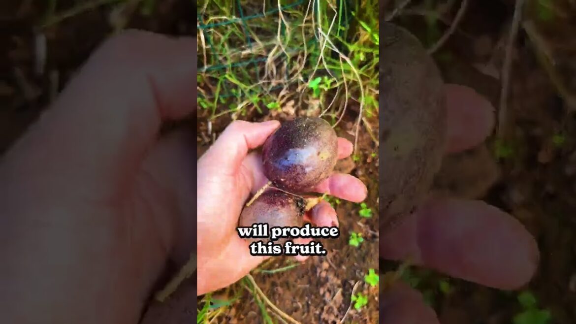 I'm growing money on trees...