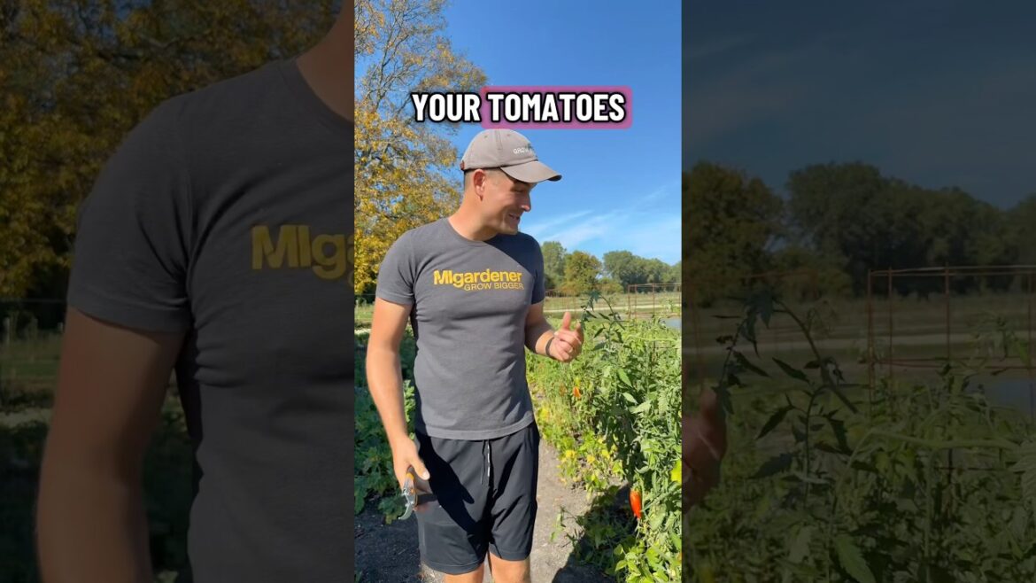 Do This to Your Tomatoes Right NOW #gardening #garden #gardeningtips #shorts