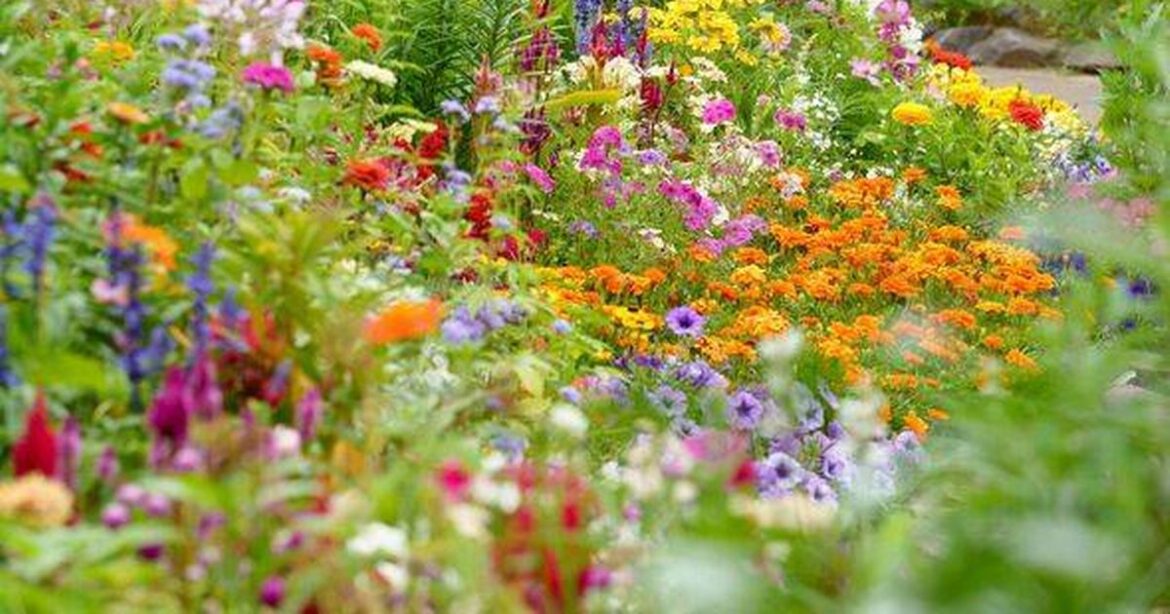 Get flowers in your garden all year round with expert’s clever trick Ipso logo