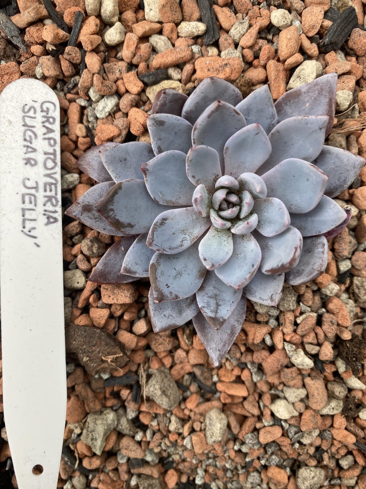 Farina on a Graptopetalum