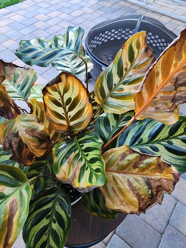 What's wrong with my plant