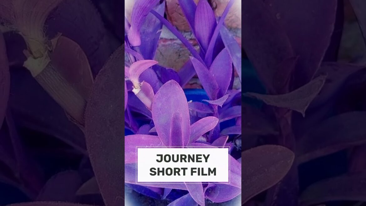 how to grow plants || how to grow money plant || how to grow flowers 🌺 #HomeGardening how to grow plants || how to grow money plant || how to grow flowers 🌺 #HomeGardening