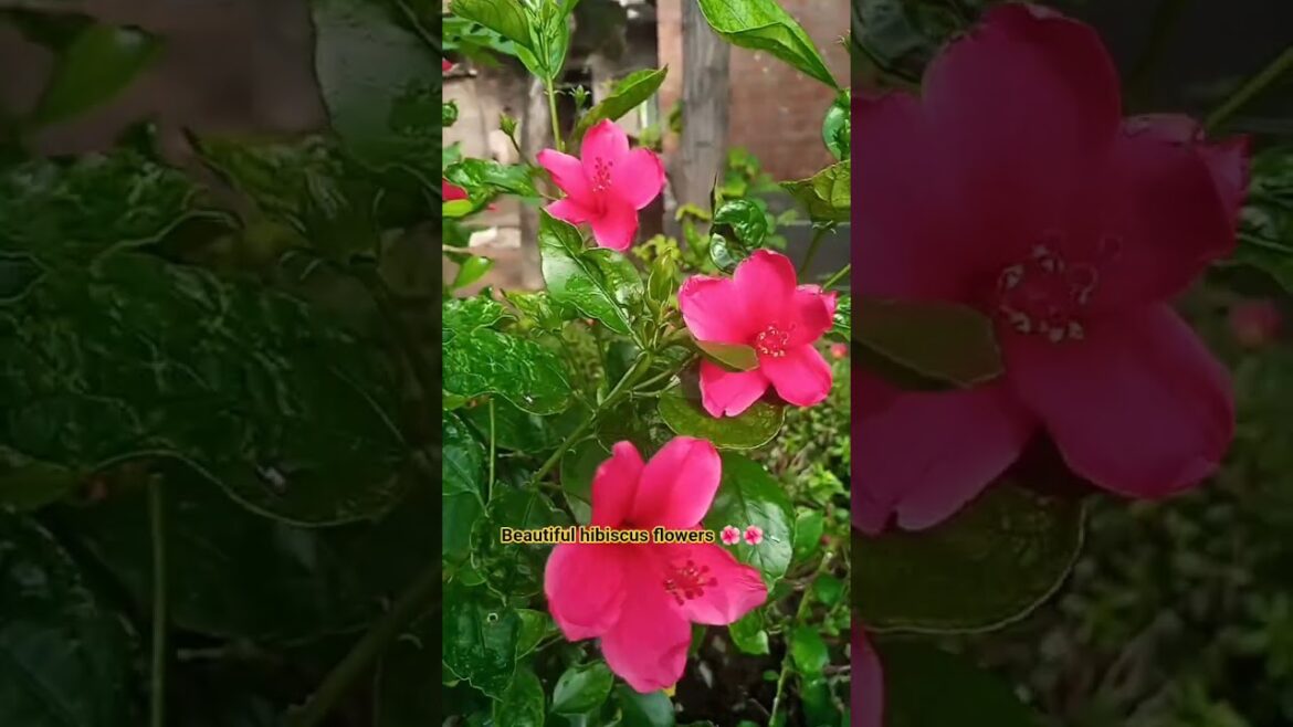 Itne sare phool…#hibiscus 🌺🌺 Itne sare phool...#hibiscus 🌺🌺