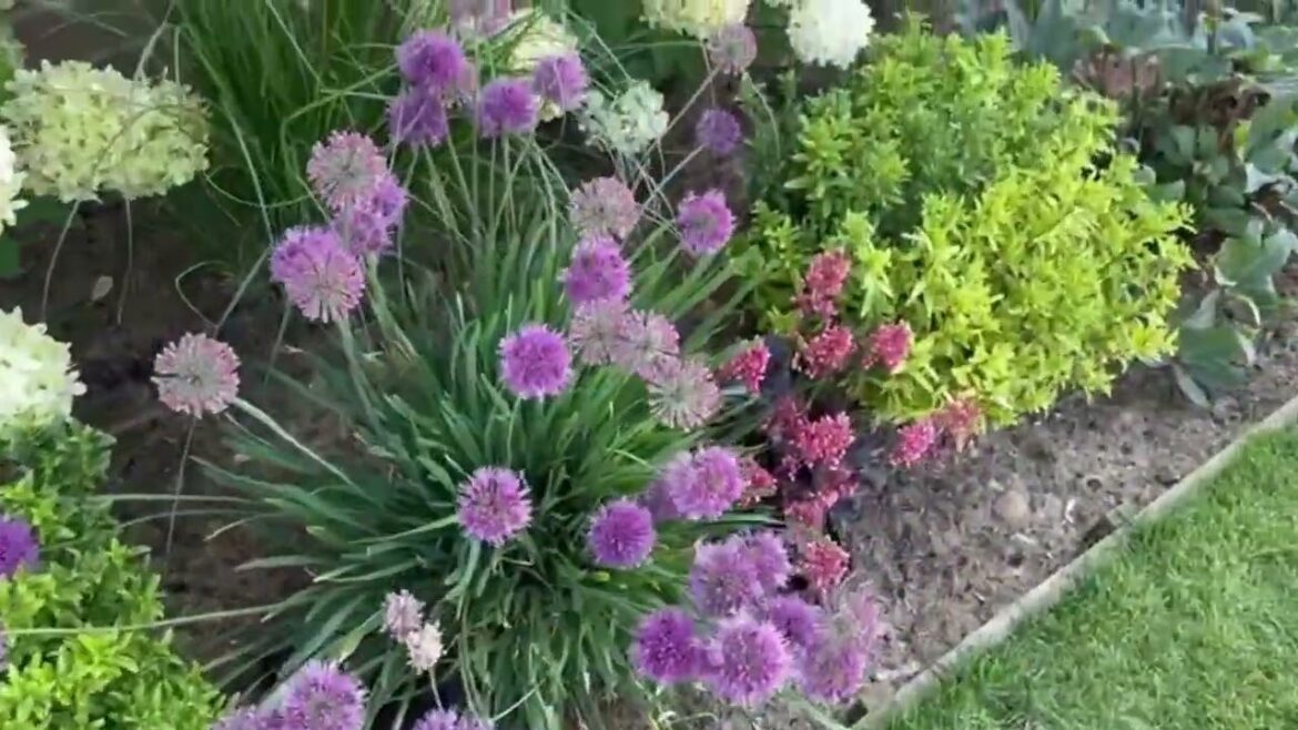How to recycle your plants and fill a flower bed #gardeningtips #flowers How to recycle your plants and fill a flower bed #gardeningtips #flowers