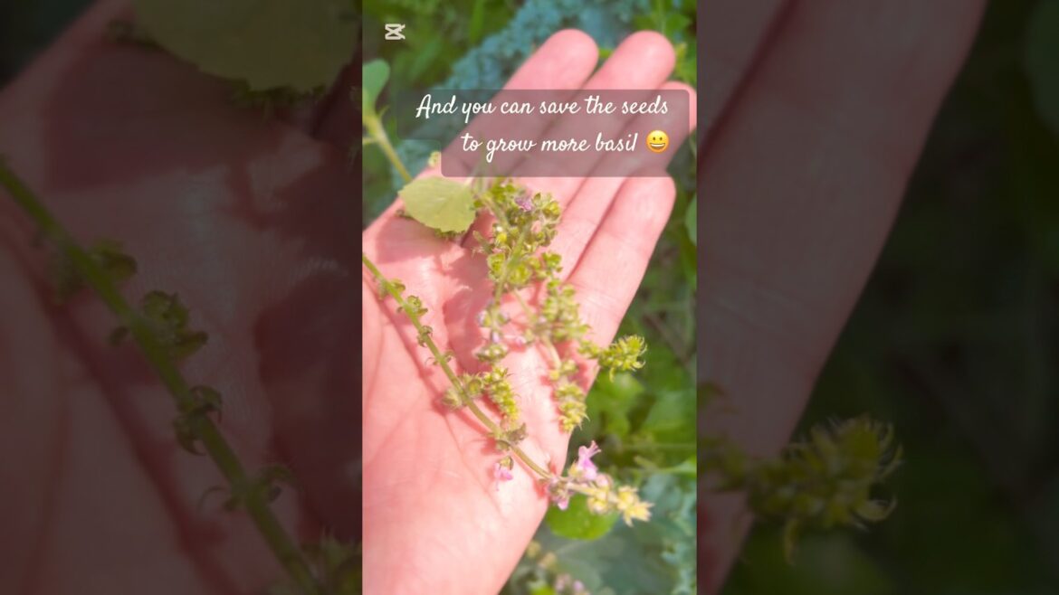 Make your basil produce more this way