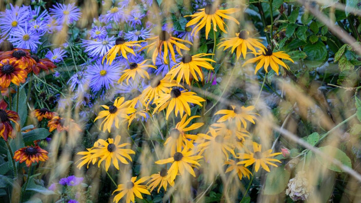 Why rudbeckias are the quintessential autumn flower and how to grow them