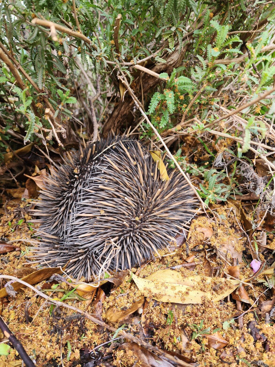 Omfg guys there’s a echidna living in my front yard!!!!!! Omfg guys there's a echidna living in my front yard!!!!!!