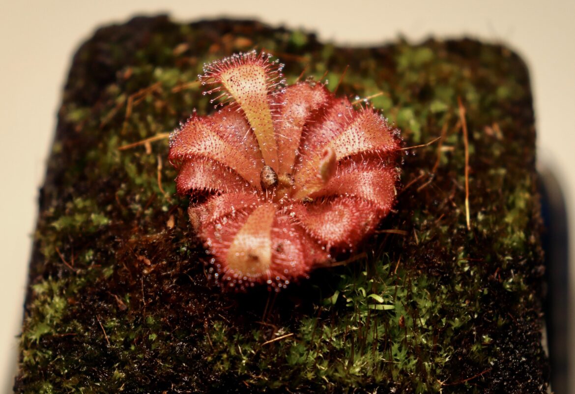 First carnivorous plant!