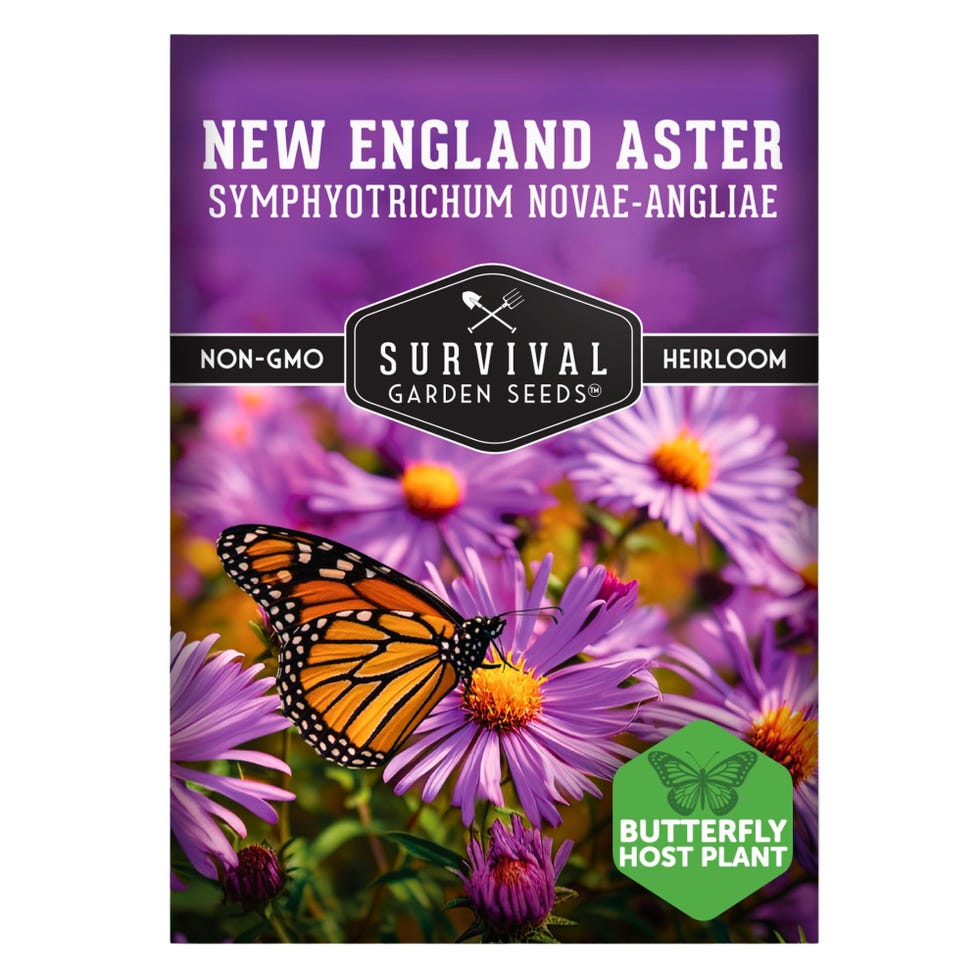 New England Aster Seeds