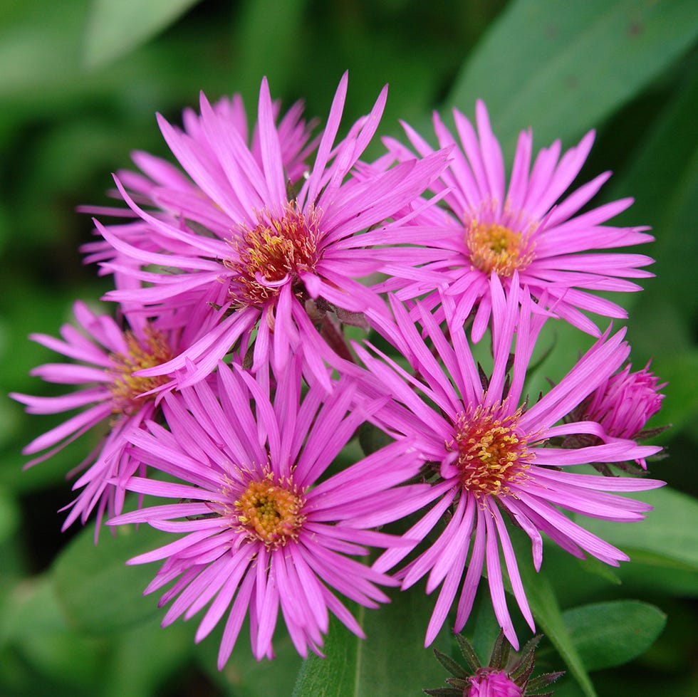 Aster novae-angliae 'Vibrant Dome' (New England Aster) 