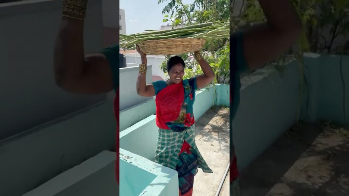 Varusham poora irukku🌿✅💚Thanks to nature.Home garden vlog#nature#healthyliving#shorts