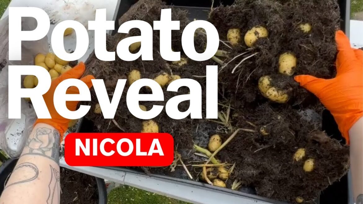 Container Garden: Potato Reveal No.5