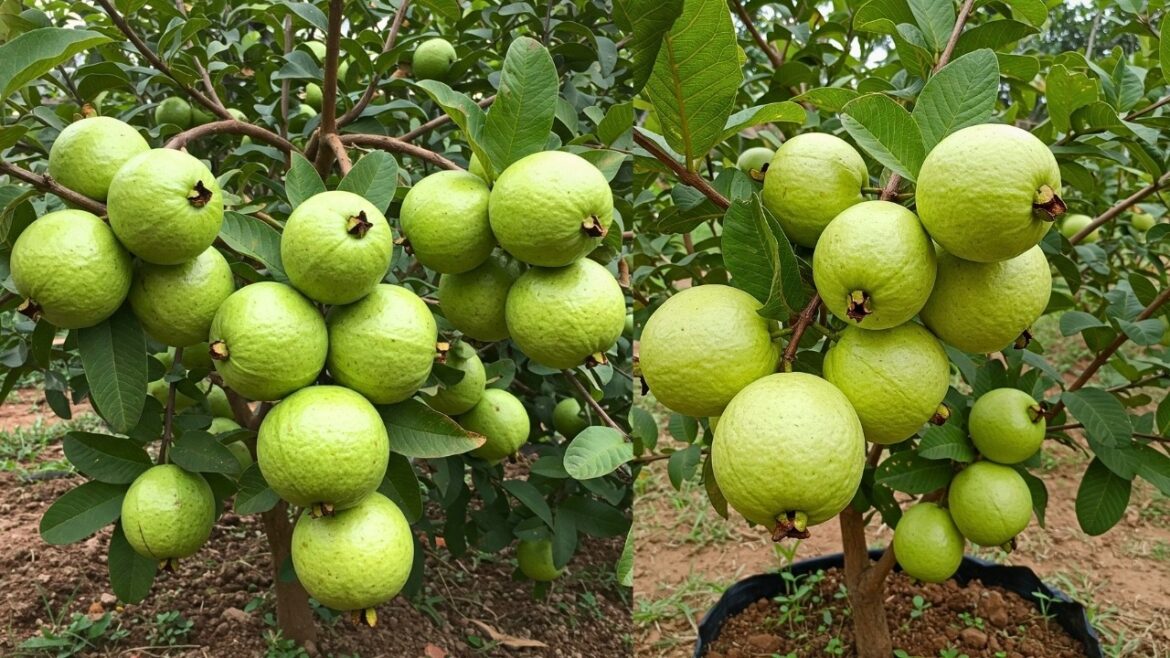 🌿Grow Your Guava Trees FASTER Today!
