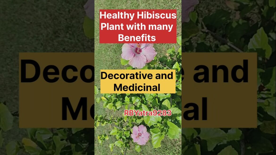 #hibiscus #flowers #plants #garden #tour #God #facts #ytshorts #shorts #beautiful #benefits #viral #hibiscus #flowers #plants #garden #tour #God #facts #ytshorts #shorts #beautiful #benefits #viral