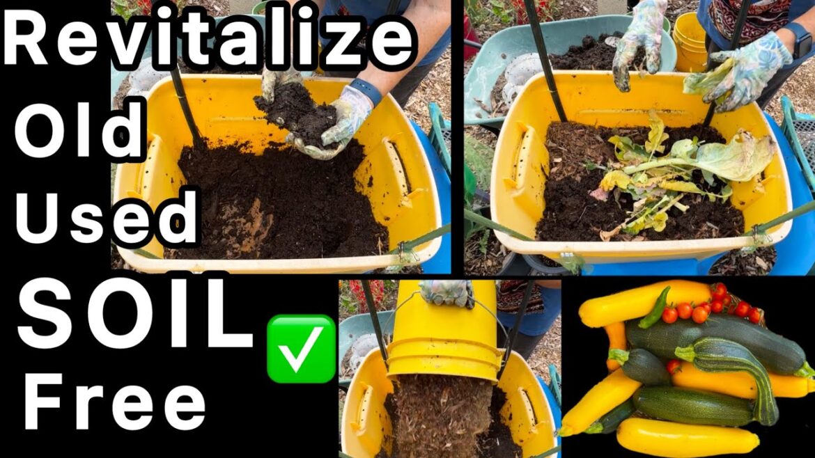Easy Method to Refresh Soil in Raised Bed & Container Gardening w/ OLD Potting Mix to Grow All Year Easy Method to Refresh Soil in Raised Bed & Container Gardening w/ OLD Potting Mix to Grow All Year