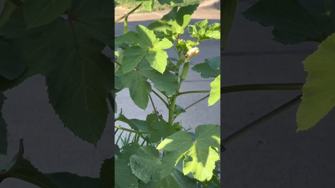 September 3, 2025 Vibrant Growth Tips for Healthy Ladyfingers (Okra) Plants September 3, 2025 Vibrant Growth Tips for Healthy Ladyfingers (Okra) Plants