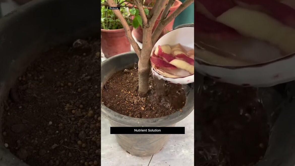 Turn Fruit Peels Into Powerful Fertilizer 🌱 & Pesticide 🐛 Gardening Hacks ||#gardeninghacks #shorts Turn Fruit Peels Into Powerful Fertilizer 🌱 & Pesticide 🐛 Gardening Hacks ||#gardeninghacks #shorts