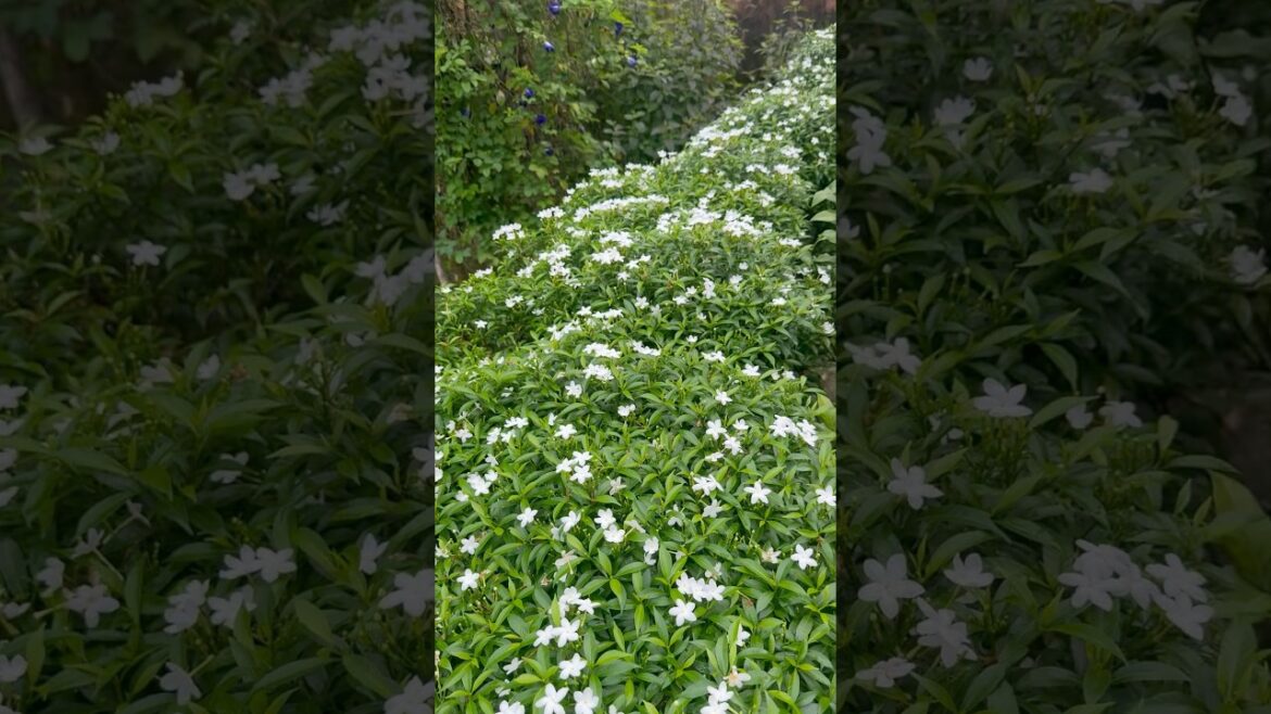 #plants #gardening #flowers #garden #gardenplants #nature #naturelovers #gardeningideas #video