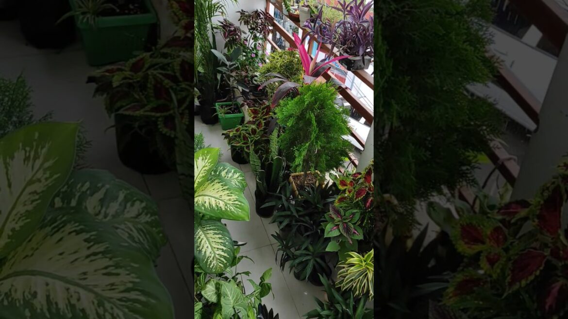 Balcony garden overview🏡 / Small balcony garden / Container gardening💚🌱 / small garden ideas 👍