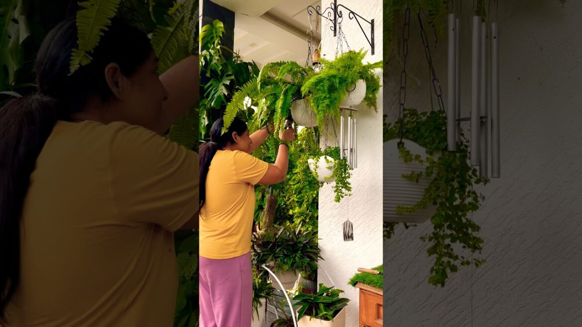 Beautiful hanging plants #gardens #hangingplants #homedecor #garden #gardening #plantscare #shorts