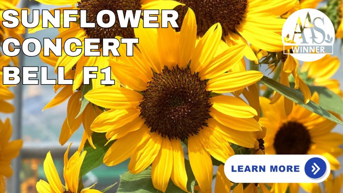🌻 Grow Sunflower ‘Concert Bell’ in Your Garden | Gardening Tips