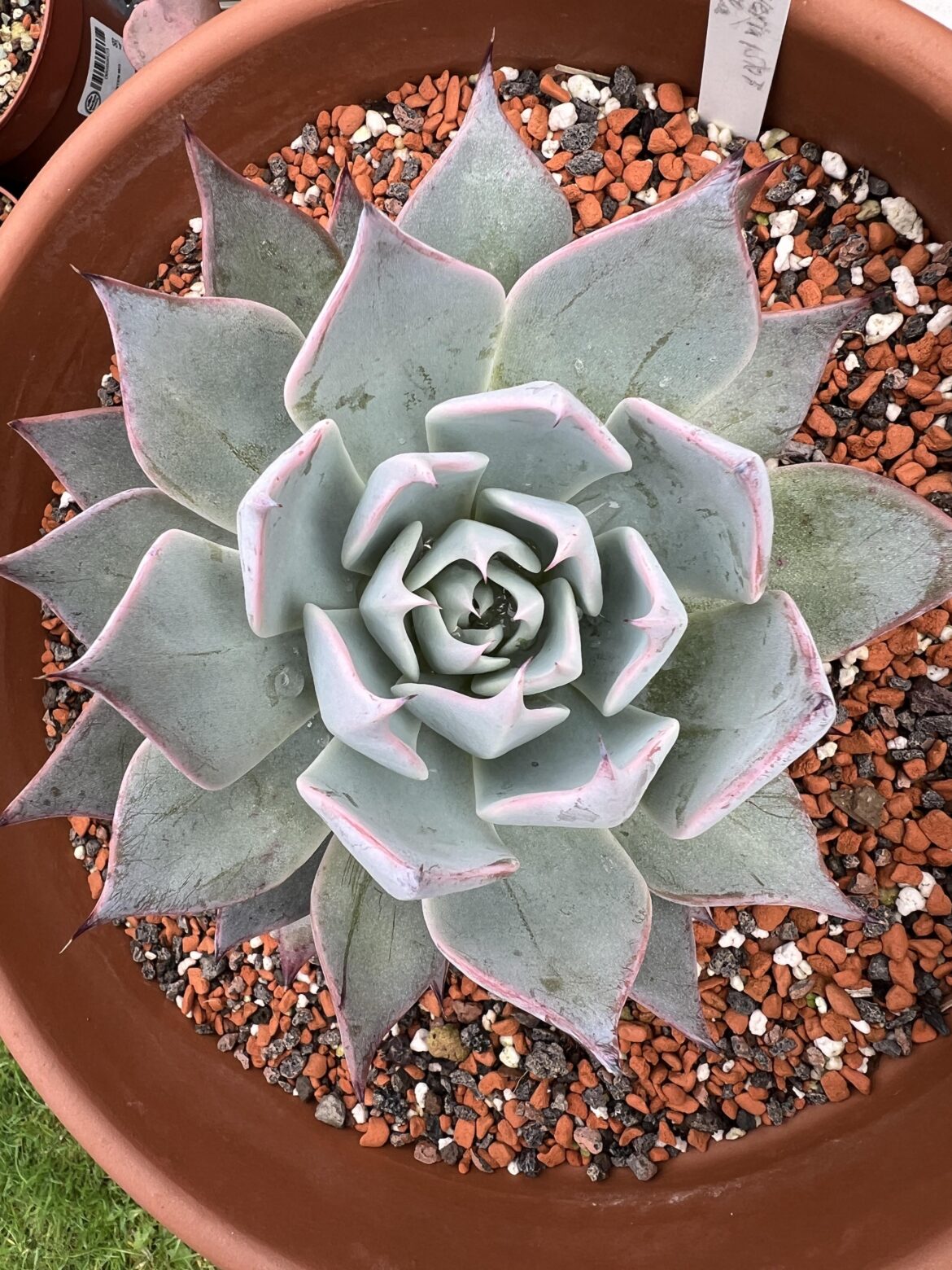 Echeveria Aquila