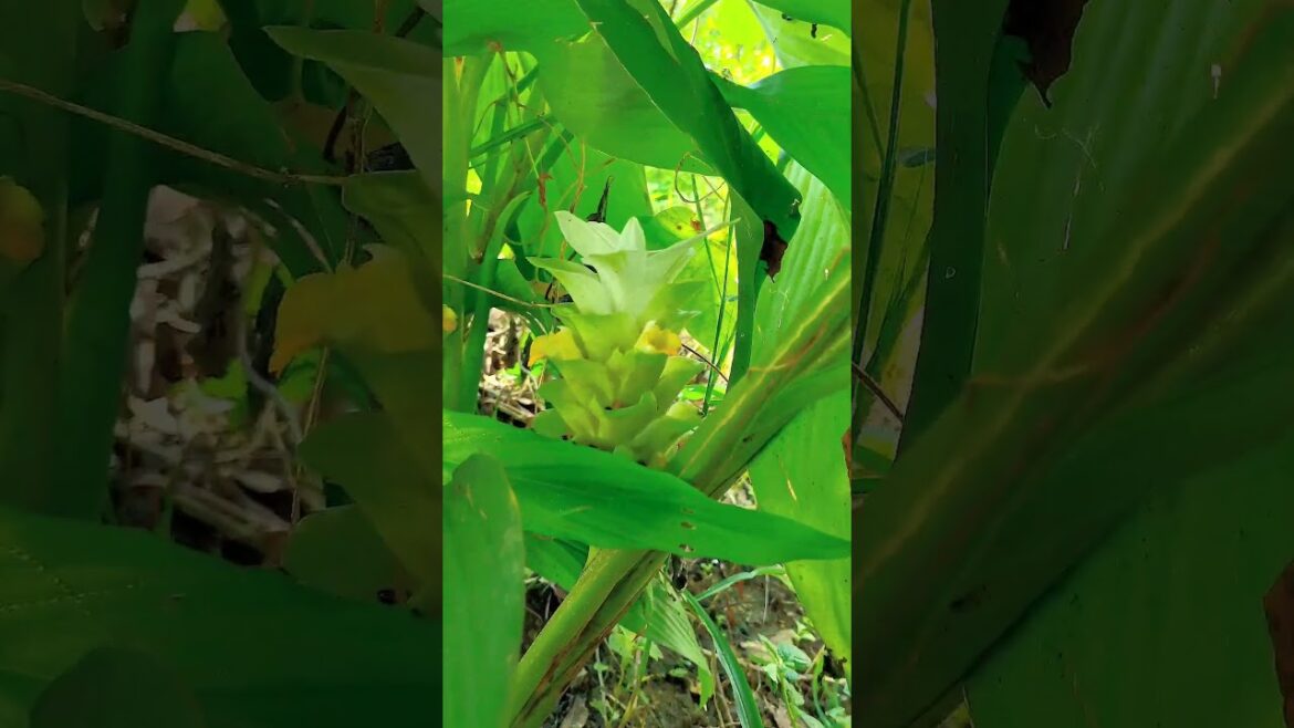 Tips For Haldi Flowers | How To Care Haldi Flowers #shorts #gardening #shortsvideo