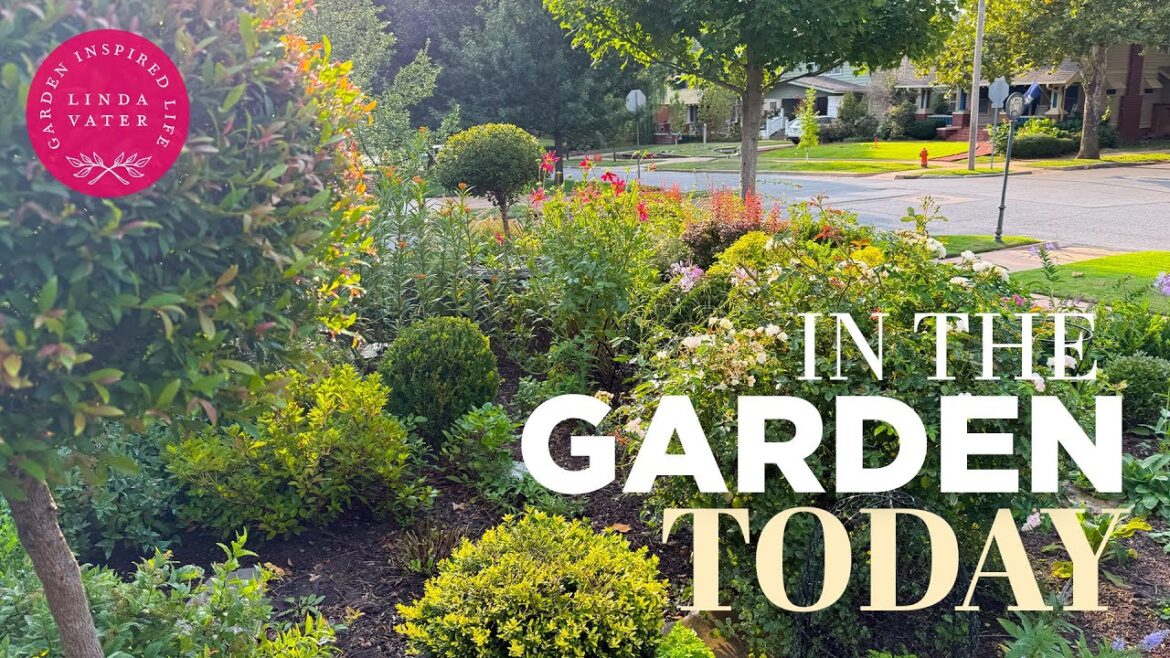 What We Got Done Today In the Garden What We Got Done Today In the Garden