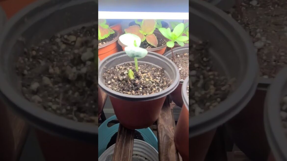 Could not find the first #watermelonseeds I planted. Now I have two in the up pot #anxiety for sure🤪