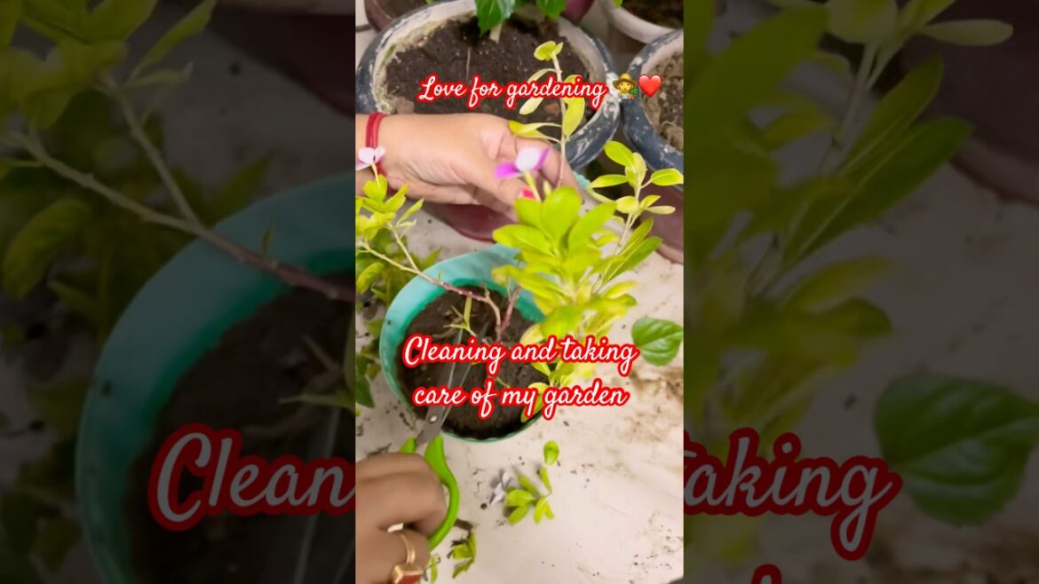 Balcony garden ЁЯк┤тЭдя╕П #gardening #plantlover #balconygarden #balconycleaning #naturelovers #plants Balcony garden ЁЯк┤тЭдя╕П #gardening #plantlover #balconygarden #balconycleaning #naturelovers #plants
