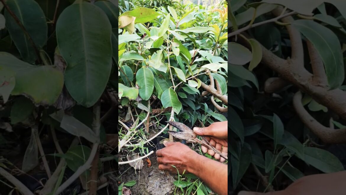 Black Jamun Grafting Success – Now It’s Time to Detach from the Mother Plant! #shorts Black Jamun Grafting Success – Now It's Time to Detach from the Mother Plant! #shorts
