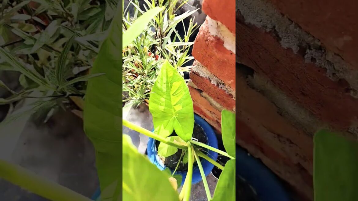 mera phool Mera garden 🌺☘️🫣💯/#soniyarajput129vlogs #viralvideo #youtubeshorts mera phool Mera garden 🌺☘️🫣💯/#soniyarajput129vlogs #viralvideo #youtubeshorts