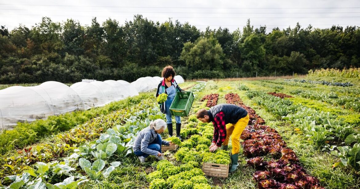 Gardening expert insists people don’t delay these essential jobs this month Ipso logo