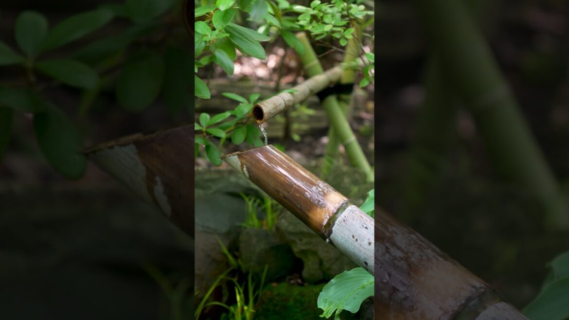 The Richard & Helen DeVos Japanese Garden ASMR