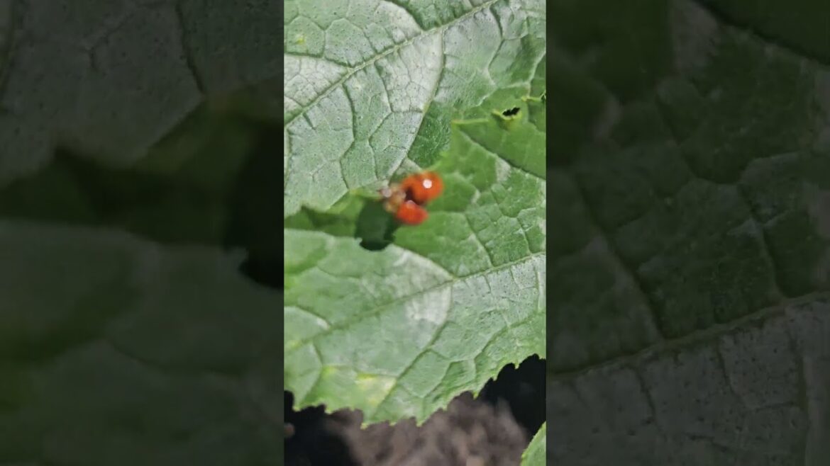 Zucchini in the Fall Garden Zone 7 #garden #containergardening #zucchini Zucchini in the Fall Garden Zone 7 #garden #containergardening #zucchini