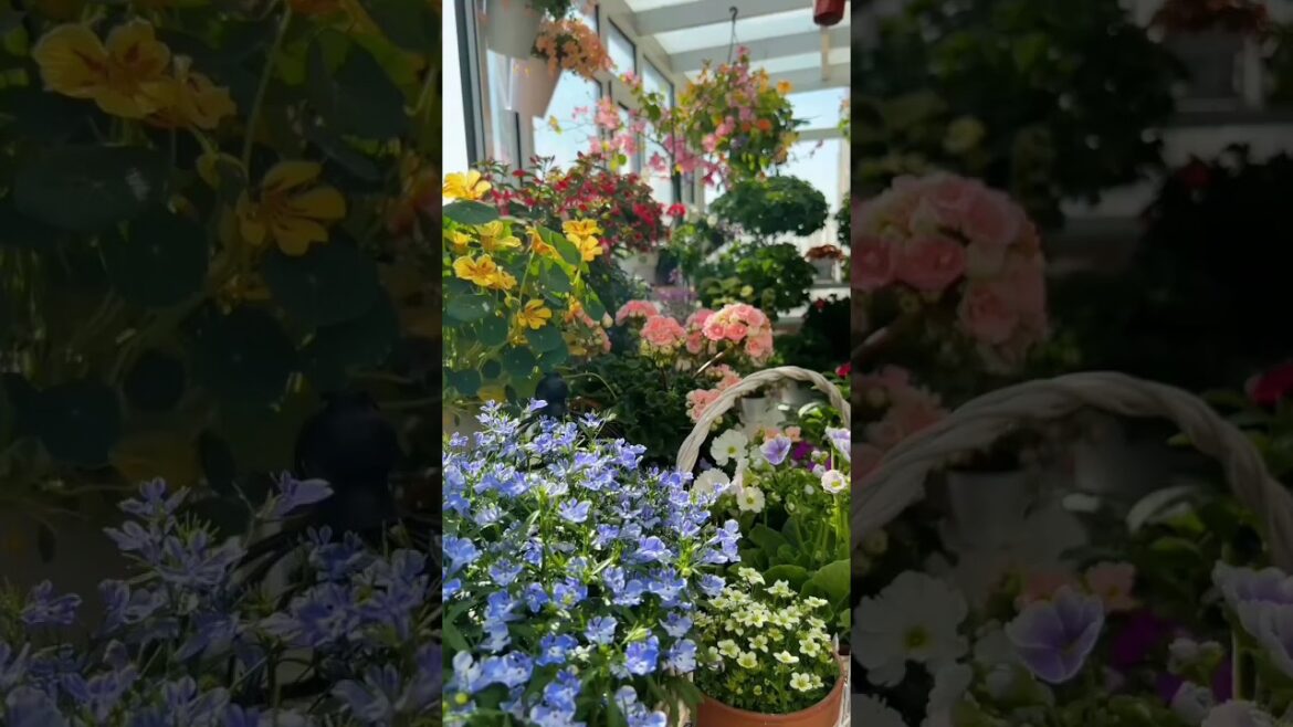 Beginner Garden Decor Dreams🌱🌸 You'll Get inspired #gardening #gardenideas #asmr #nature #plants