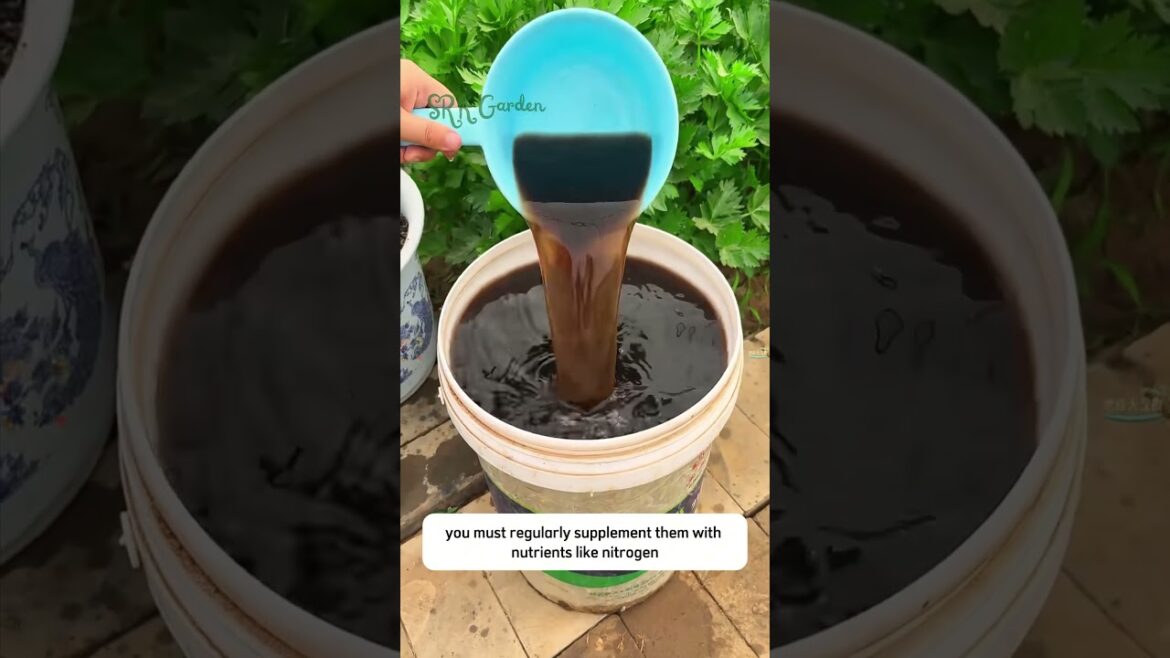 tips for your garden tips for your garden