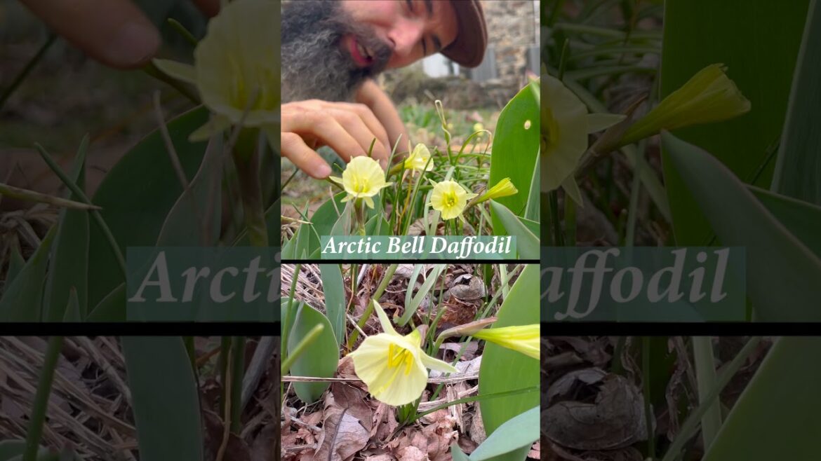 Fall is the time to plant bulbs for Spring