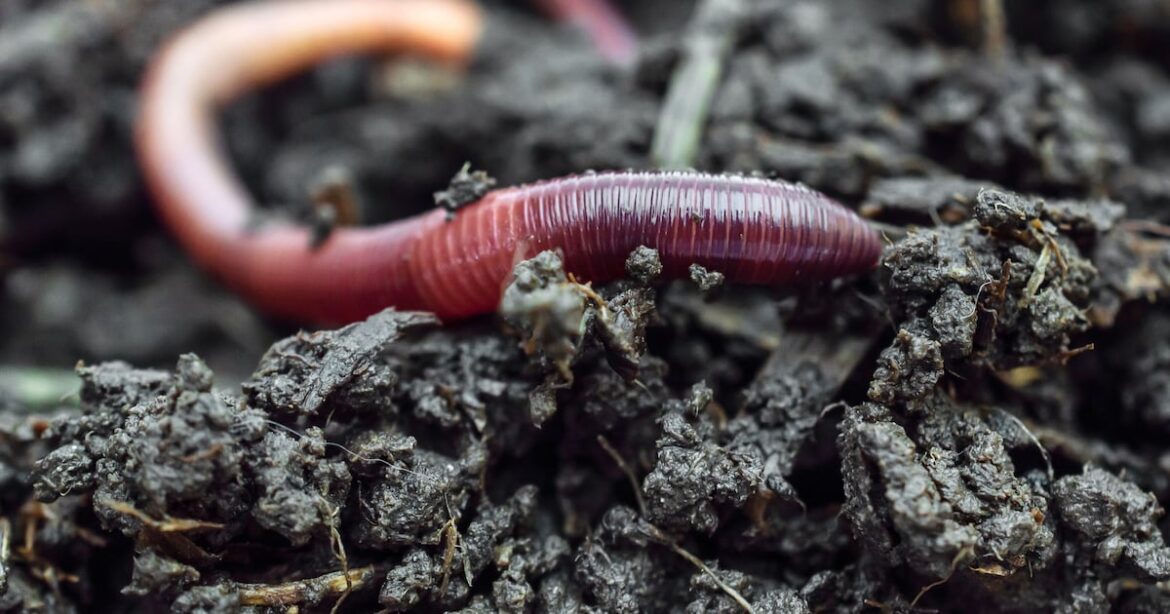 Houseflies mean worms, and worms are necessary for great soil