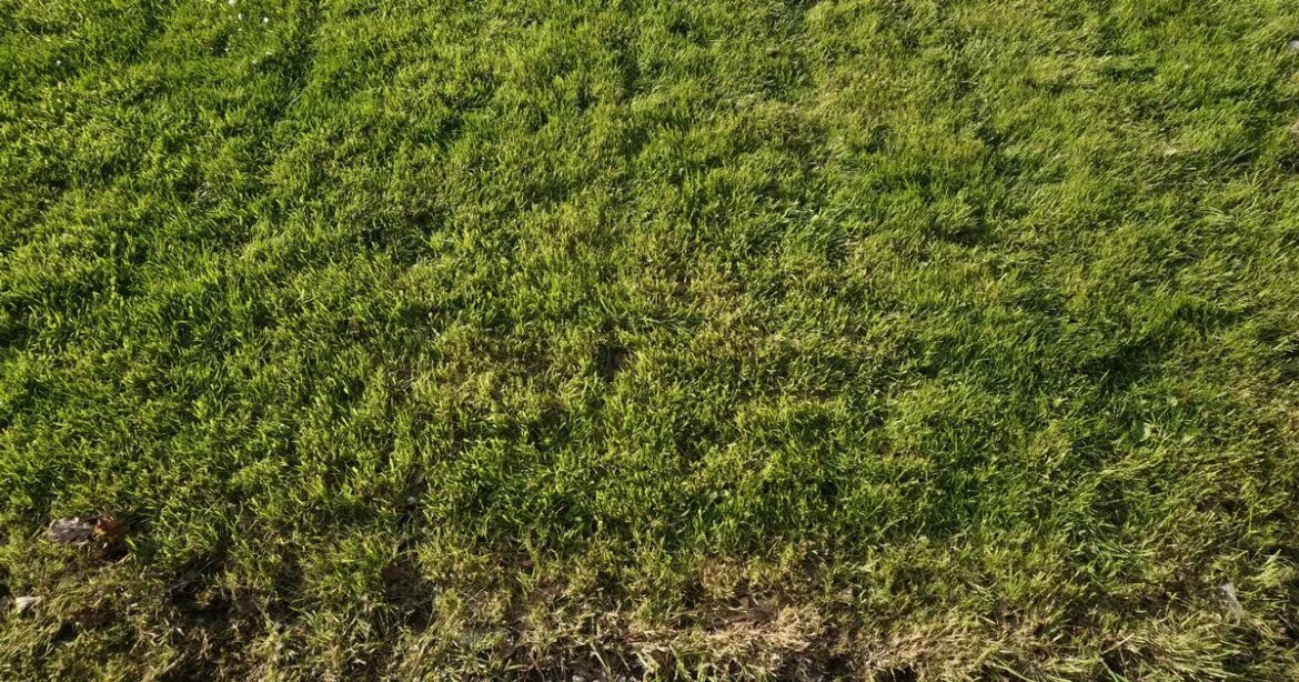 UK households urged to do one simple gardening task now to keep lawns free from weeds and moss Ipso logo