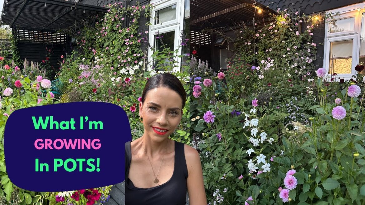 What’s Growing In My Container Garden NOW!-All grown in POTS… What's Growing In My Container Garden NOW!-All grown in POTS...