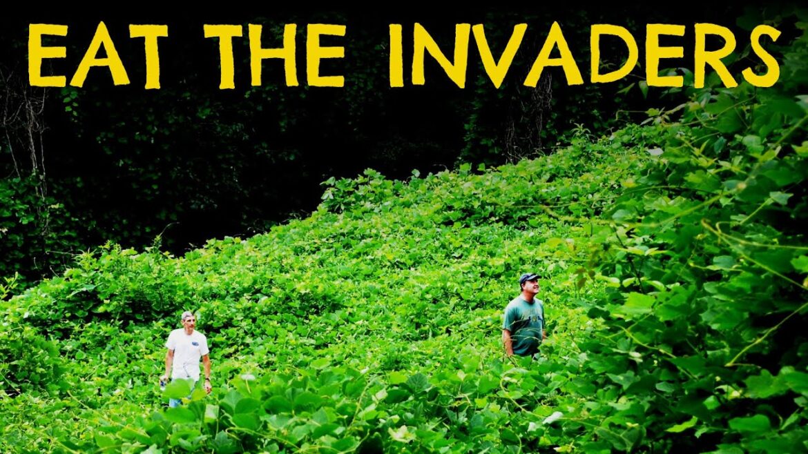 10 Wild Edible Invasive Plant Species Taking Over North America You Should Be Eating 10 Wild Edible Invasive Plant Species Taking Over North America You Should Be Eating