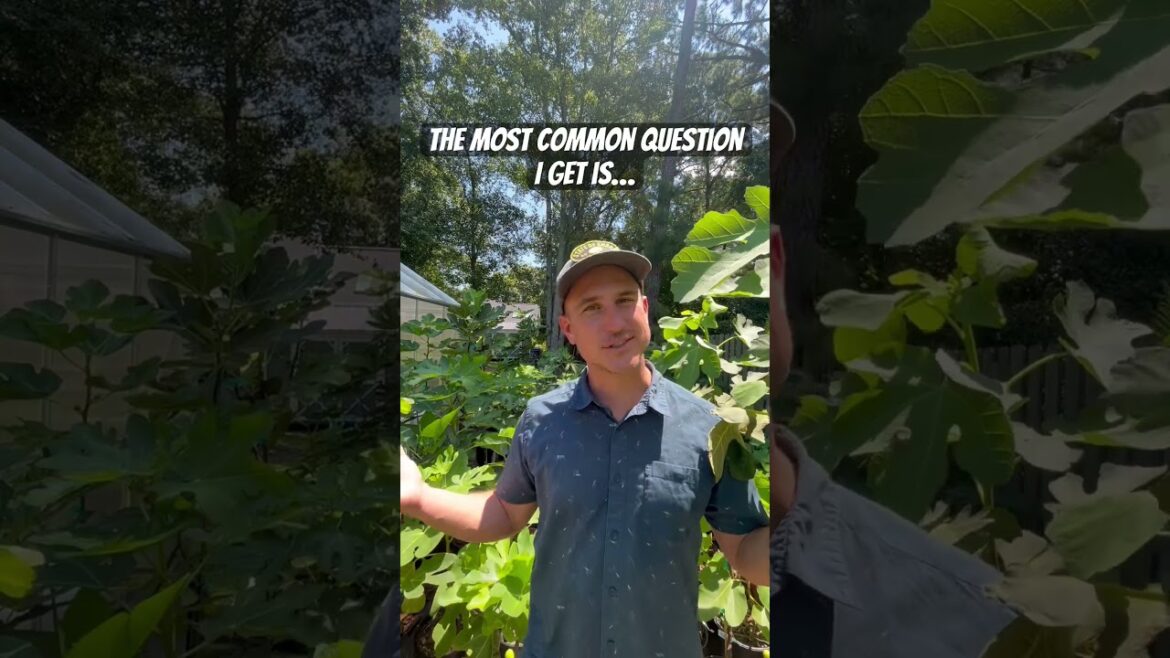 Can you grow a fig tree in a pot?!