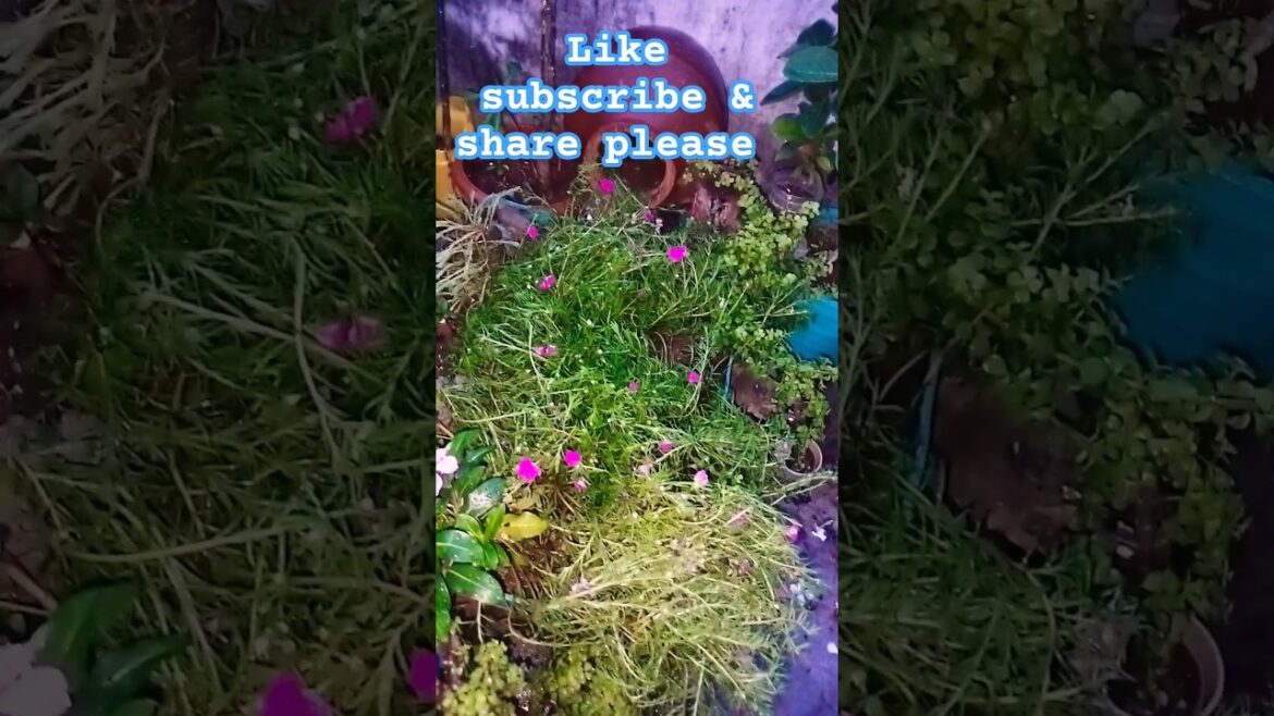 beautiful Topiary #youtubeshorts #garden #shortsviral #bonsaitree #trends beautiful Topiary #youtubeshorts #garden #shortsviral #bonsaitree #trends