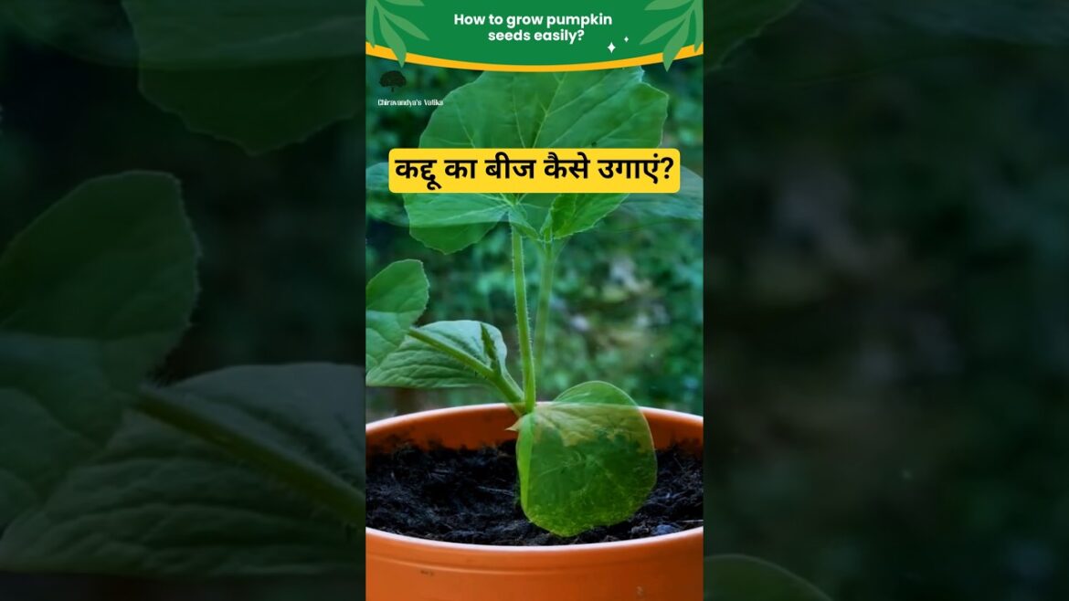 How to Grow Pumpkin Seeds Fast | Easy Gardening Tips for Beginners #shorts #banaraslitfest How to Grow Pumpkin Seeds Fast | Easy Gardening Tips for Beginners #shorts #banaraslitfest